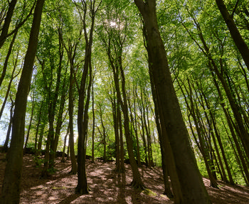 This is a nature photograph taken in a forest during the early afternoon in the spring season. The main subject of the image is the canopy of tall trees, seen from below, with sunlight filtering through the bright green leaves and casting dappled light patterns on the forest floor. The photograph emphasizes the verticality and density of the trees in the forest, capturing the vitality and fresh growth typical of springtime. The perspective is directed upward, highlighting the lush overhead canopy and the interplay of light and shadows created by the trees. There are no notable landmarks captured in this landscape image, as the focus remains on the natural features of the forest environment.